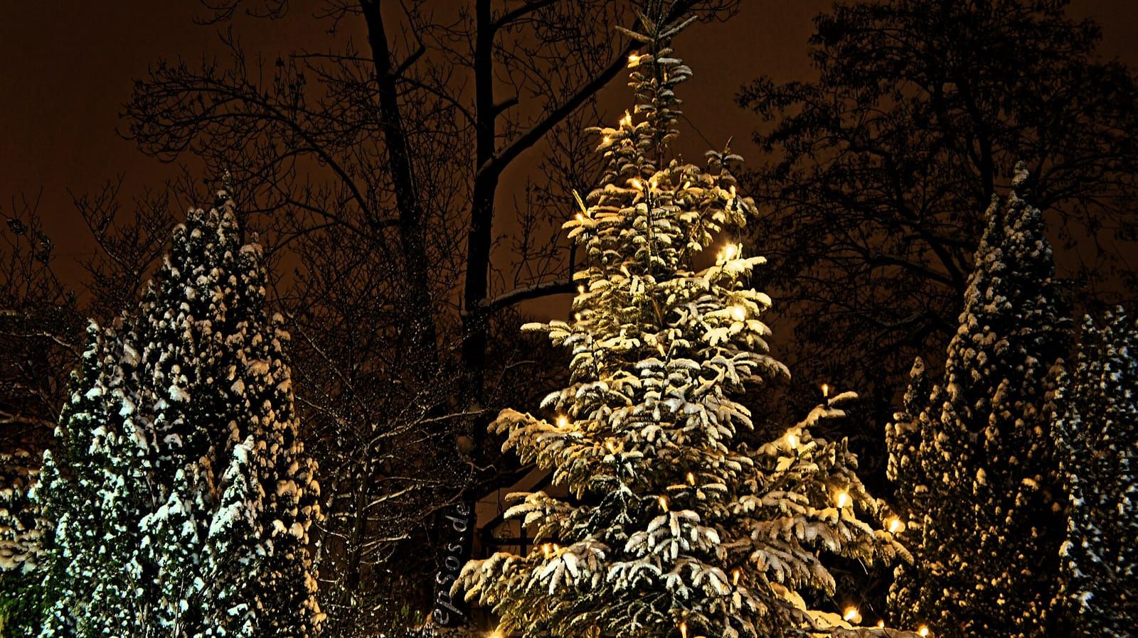 Cây thông Noel lấp lánh ánh đèn vàng trong đêm đông